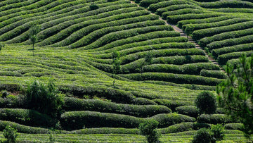 Why Ceylon Tea is Considered the Best in the World