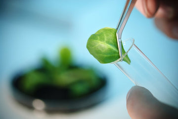 What is a Tea Polyphenol?